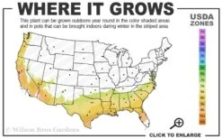 Dorothy Zerkowski Camellia Japonica - 3 Gallon Pot -Garden Outdoor Plant Store 7b 9b