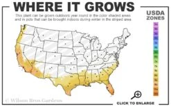 Loquat Tree - Eriobotrya Japonica - 5 Gallon Pot 10 Loquat Tree - Eriobotrya Japonica - 5 Gallon Pot -Garden Outdoor Plant Store 8a 11 35