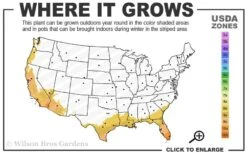 Summit Muscadine - 1 Gallon Pot -Garden Outdoor Plant Store 8b 11