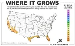 Blue Podocarpus Yew - 3 Gallon Pot 11 Blue Podocarpus Yew - 3 Gallon Pot -Garden Outdoor Plant Store 9a 11