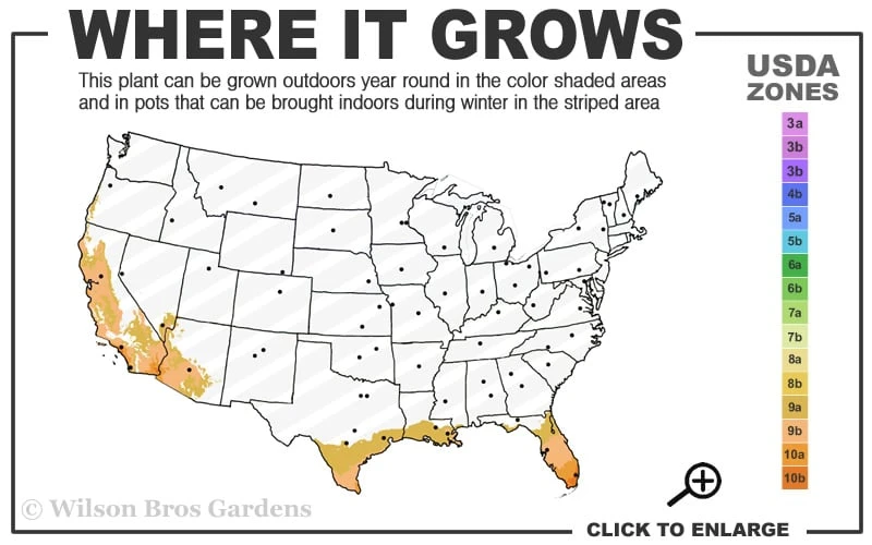 Blue Podocarpus Yew - 3 Gallon Pot 5 Blue Podocarpus Yew - 3 Gallon Pot - Image 3