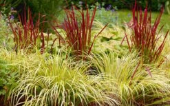 Golden Sweet Flag - Acorus Gramineus 'Ogon' - 10 Pack Of Quart Pots -Garden Outdoor Plant Store Acorus Ogon 103