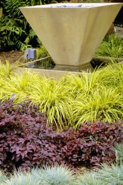 Golden Sweet Flag - Acorus Gramineus 'Ogon' - 10 Pack Of Quart Pots -Garden Outdoor Plant Store Acorus Ogon 104