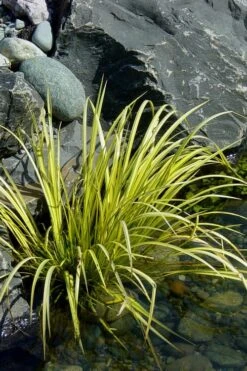 Golden Sweet Flag - Acorus Gramineus 'Ogon' - 10 Pack Of Quart Pots -Garden Outdoor Plant Store Acorus Ogon 105