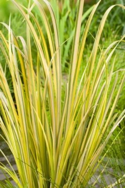 Golden Variegated Sweet Flag - Acorus Gramineus 'Oborozuki' - 18 Count Flats Of Pint Pots -Garden Outdoor Plant Store Acorus Sweet Flag Variegated 500x750 1