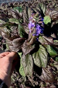 Catlins Giant Ajuga - Bugleweed - 5 Pack Of Pint Pots -Garden Outdoor Plant Store Ajuga Catlins Giant 10 1