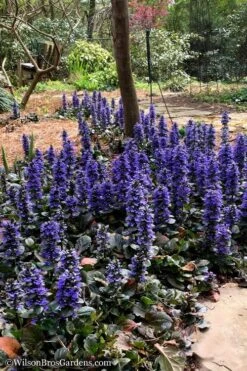 Catlins Giant Ajuga - Bugleweed - 5 Pack Of Pint Pots -Garden Outdoor Plant Store Ajuga Catlins Giant 20 1