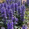Catlins Giant Ajuga - Bugleweed - 5 Pack Of Pint Pots 1 Catlins Giant Ajuga - Bugleweed - 5 Pack Of Pint Pots -Garden Outdoor Plant Store Ajuga Catlins Giant 21 1