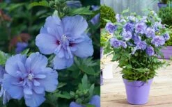 Blue Chiffon Rose Of Sharon - 1 Gallon Pot 15 Blue Chiffon Rose Of Sharon - 1 Gallon Pot -Garden Outdoor Plant Store Althea Blue Chiffon