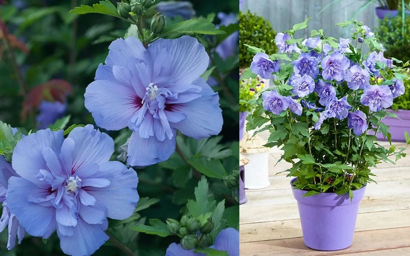 Blue Chiffon Rose Of Sharon - 1 Gallon Pot 9 Blue Chiffon Rose Of Sharon - 1 Gallon Pot - Image 7