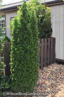 Degroots Spire Arborvitae - 3 Gallon Pot -Garden Outdoor Plant Store Arborvitae Degroots Spire 1 500x750 1