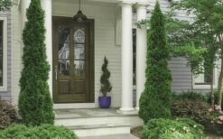 Degroots Spire Arborvitae - 3 Gallon Pot -Garden Outdoor Plant Store Arborvitae Degroots Spire 30