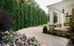 Degroots Spire Arborvitae - 3 Gallon Pot -Garden Outdoor Plant Store Arborvitae Degroots Spire 33