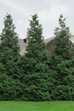 Green Giant Arborvitae - 3 Gallon Pot 13 Green Giant Arborvitae - 3 Gallon Pot -Garden Outdoor Plant Store Arborvitae Green Giant 500x750 1