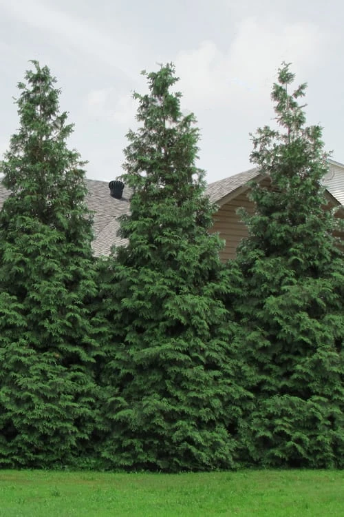 Green Giant Arborvitae - 3 Gallon Pot 8 Green Giant Arborvitae - 3 Gallon Pot - Image 6