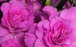 Amelia Rose Azalea - 1 Gallon Pot -Garden Outdoor Plant Store Azalea Amelia Rose 1