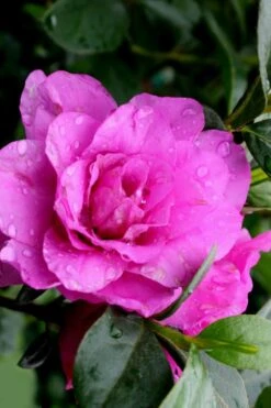 Amelia Rose Azalea - 1 Gallon Pot -Garden Outdoor Plant Store Azalea Amelia Rose 3