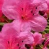 Chinzan Dwarf Azalea - 3 Gallon Pot -Garden Outdoor Plant Store Azalea Chinzan 21