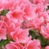 Coral Bells Azalea - 1 Gallon Pot 1 Coral Bells Azalea - 1 Gallon Pot -Garden Outdoor Plant Store Azalea Coral Bells 1 500x750 1