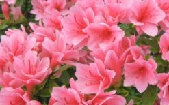 Coral Bells Azalea - 1 Gallon Pot -Garden Outdoor Plant Store Azalea Coral Bells