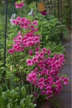 Orchid Showers Deja Bloom Azalea - 1 Gallon Pot 9 Orchid Showers Deja Bloom Azalea - 1 Gallon Pot -Garden Outdoor Plant Store Azalea Deja Bloom Orchid Showers 5