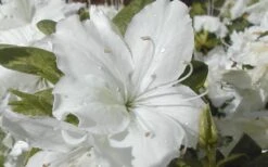 Delaware Valley White Azalea - 1 Gallon Pot -Garden Outdoor Plant Store Azalea Delaware Valley White 2