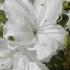 Delaware Valley White Azalea - 1 Gallon Pot 1 Delaware Valley White Azalea - 1 Gallon Pot -Garden Outdoor Plant Store Azalea Delaware Valley White 500x750 1