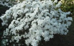 Delaware Valley White Azalea - 1 Gallon Pot -Garden Outdoor Plant Store Azalea Deleware Valley White Landscape