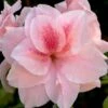 Autumn Belle Encore Azalea - 6 Pack Of 1 Gallon Pots -Garden Outdoor Plant Store Azalea Encore Autumn Belle 20
