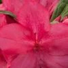 Autumn Jewel Encore Azalea - 1 Gallon Pot 2 Autumn Jewel Encore Azalea - 1 Gallon Pot -Garden Outdoor Plant Store Azalea Encore Autumn Jewel