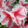 Autumn Starburst Encore Azalea - 1 Gallon Pot 1 Autumn Starburst Encore Azalea - 1 Gallon Pot -Garden Outdoor Plant Store Azalea Encore Autumn Starburst