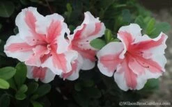 Autumn Starburst Encore Azalea - 1 Gallon Pot -Garden Outdoor Plant Store Azalea Encore Autumn Starburst 2