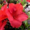 Fireside Red Bloom 'N Again Azalea - 2 Gallon Pot 1 Fireside Red Bloom 'N Again Azalea - 2 Gallon Pot -Garden Outdoor Plant Store Azalea Fireside Red 20 rev