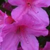 Formosa Southern Indica Azalea - 7 Gallon Pot 1 Formosa Southern Indica Azalea - 7 Gallon Pot -Garden Outdoor Plant Store Azalea Formosa 500x750 1