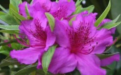 Herbert Azalea - 6 Pack Of 1 Gallon Pots 10 Herbert Azalea - 6 Pack Of 1 Gallon Pots -Garden Outdoor Plant Store Azalea Herbert