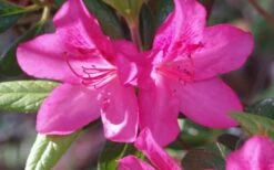 Judge Solomon Southern Indica Azalea - 1 Gallon Pot -Garden Outdoor Plant Store Azalea Judge Solomon 50
