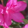 Judge Solomon Southern Indica Azalea - 1 Gallon Pot -Garden Outdoor Plant Store Azalea Judge Solomon 500x750 1