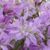 Koromo Shikibu Purple Spider Azalea - 6 Pack Of 1 Gallon Pots -Garden Outdoor Plant Store Azalea Koromo Shikibu 1