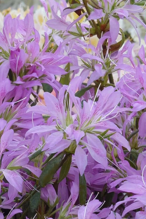 Koromo Shikibu Purple Spider Azalea - 6 Pack Of 1 Gallon Pots 3 Koromo Shikibu Purple Spider Azalea - 6 Pack Of 1 Gallon Pots