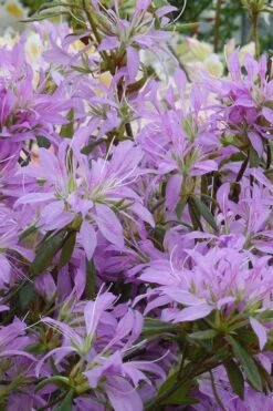 Koromo Shikibu Purple Spider Azalea - 6 Pack Of 1 Gallon Pots 9 Koromo Shikibu Purple Spider Azalea - 6 Pack Of 1 Gallon Pots -Garden Outdoor Plant Store Azalea Koromo Shikibu 2