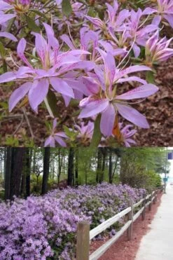 Koromo Shikibu Purple Spider Azalea - 6 Pack Of 1 Gallon Pots 8 Koromo Shikibu Purple Spider Azalea - 6 Pack Of 1 Gallon Pots -Garden Outdoor Plant Store Azalea Koromo Shikibu 9