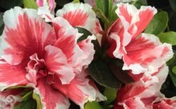 Mardi Gras Southern Indica Azalea - 3 Gallon Pot -Garden Outdoor Plant Store Azalea Mardi Gras 2