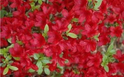 Midnight Flare Azalea - 3 Gallon Pot 15 Midnight Flare Azalea - 3 Gallon Pot -Garden Outdoor Plant Store Azalea Midnight Flare 1