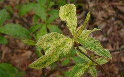 Dons Variegated Native Azalea - Rhododendron - 1 Gallon Pot 10 Dons Variegated Native Azalea - Rhododendron - 1 Gallon Pot -Garden Outdoor Plant Store Azalea Native Dons Variegated 3