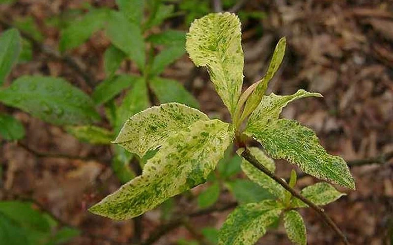 Dons Variegated Native Azalea - Rhododendron - 1 Gallon Pot 6 Dons Variegated Native Azalea - Rhododendron - 1 Gallon Pot - Image 4