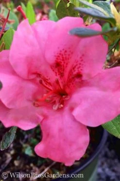 Pink Explosion Bloom 'N Again Azalea - 2 Gallon Pot -Garden Outdoor Plant Store Azalea Pink Explosion Bloom N Again 20