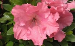 Gumpo Pink Dwarf Azalea - 2 Gallon Pot -Garden Outdoor Plant Store Azalea Pink Gumpo 1