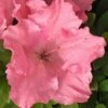 Gumpo Pink Dwarf Azalea - 1 Gallon Pot -Garden Outdoor Plant Store Azalea Pink Gumpo 500x750 1