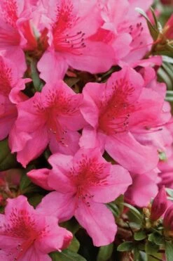 Pride Of Mobile Azalea - 1 Gallon Pot 10 Pride Of Mobile Azalea - 1 Gallon Pot -Garden Outdoor Plant Store Azalea Pride Of Mobile 500x750 1