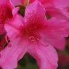 Pride Of Mobile Azalea - 1 Gallon Pot -Garden Outdoor Plant Store Azalea Pride of Mobile 13